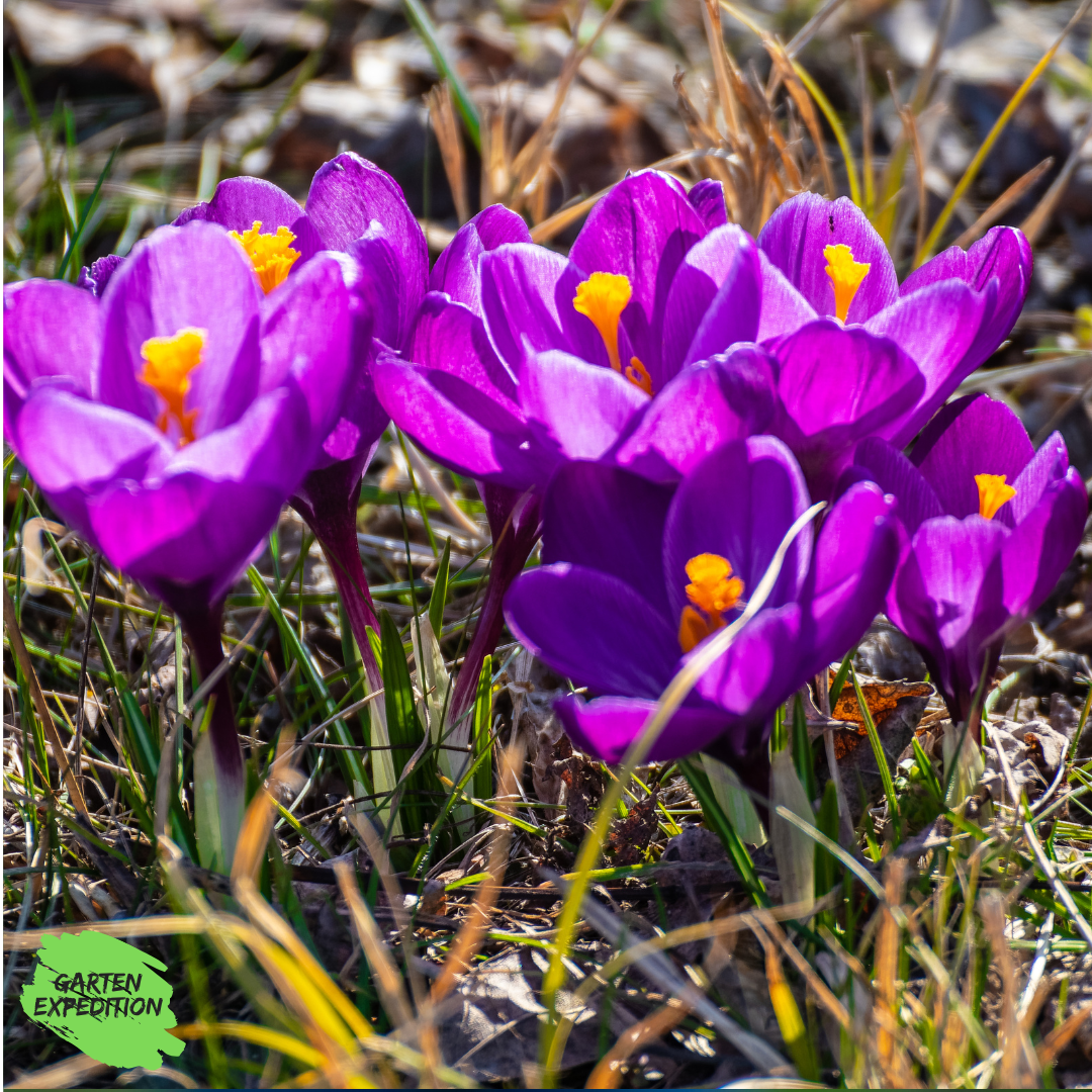 Elfen-Krokus - Sorte: Barrs Purple (Crocus tommasinianus)