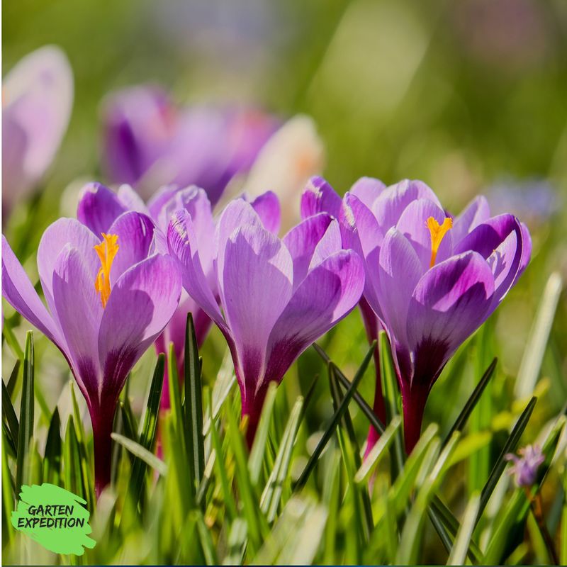 Krokus - großblütrig (Bunte Mischung) - (Crocus vernus) Krokus - großblütrig (Bunte Mischung) - (Crocus vernus)