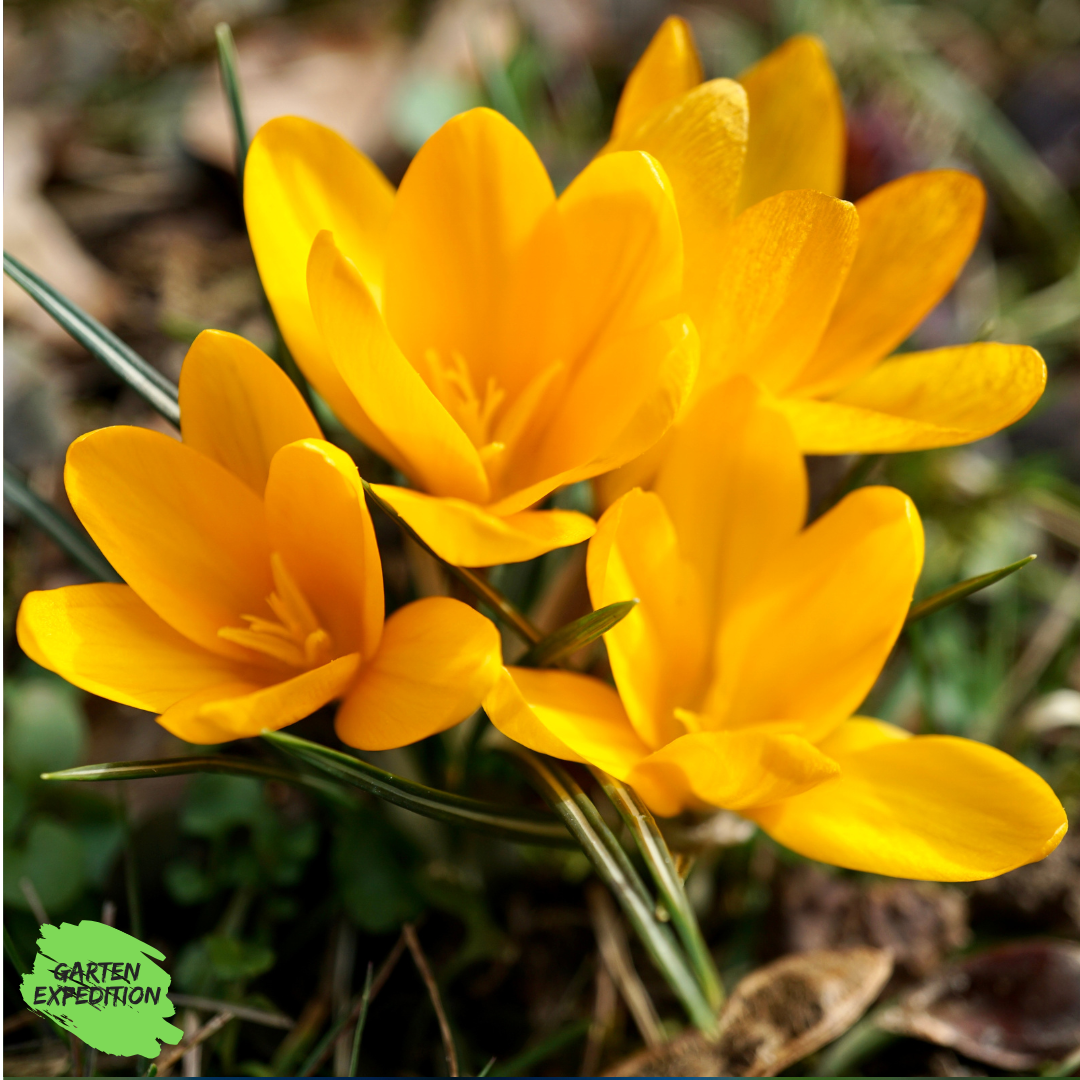 Kleiner Krokus -Sorte: Romance - (Crocus chrysanthus)