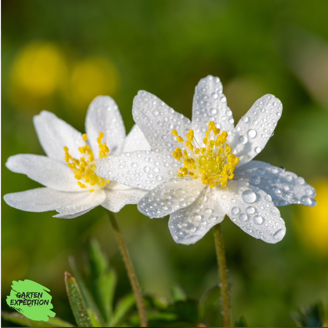Buschwindröschen (Anemone nemorosa)