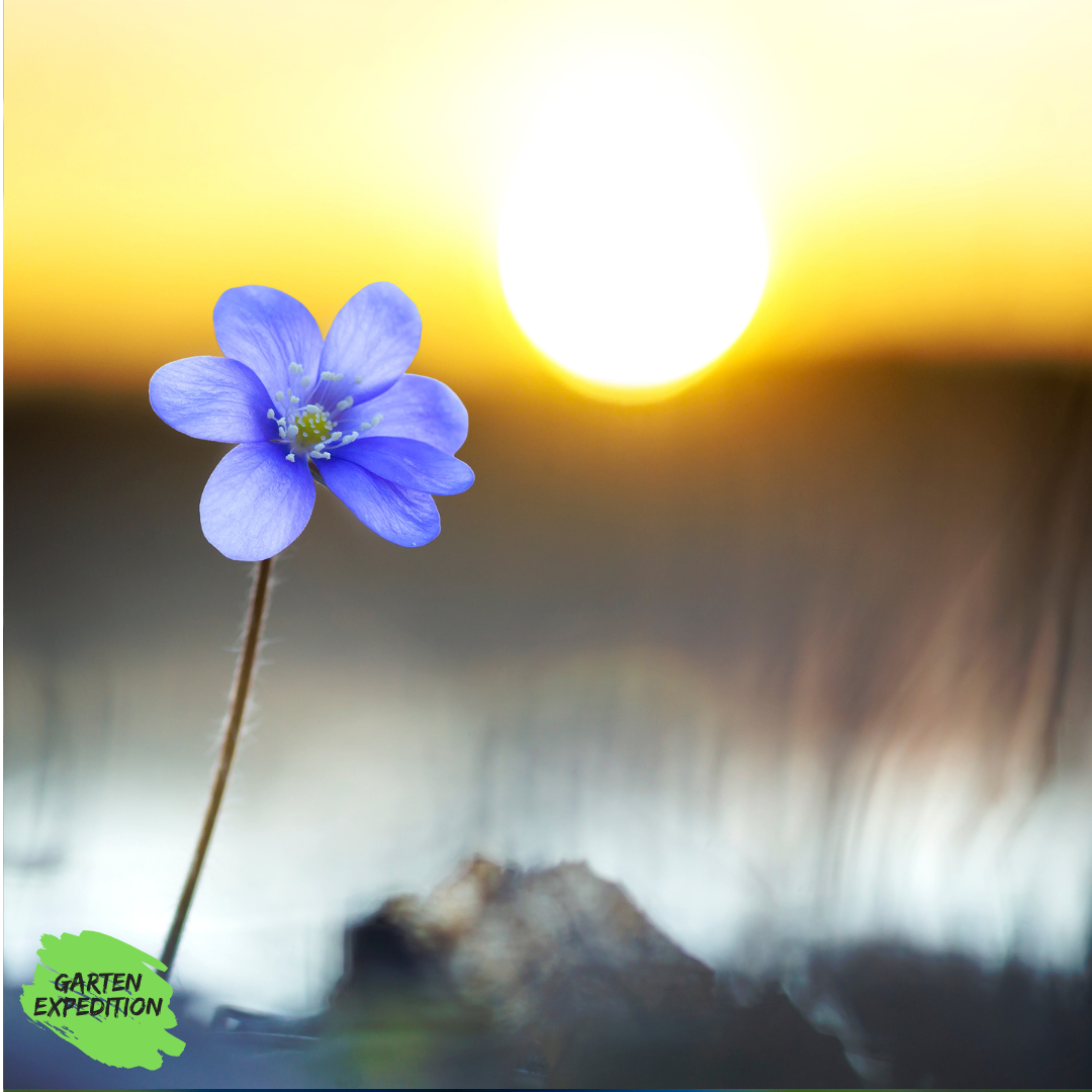 Buschwindröschen - Sorte Royal Blue - (Anemone nemorosa)