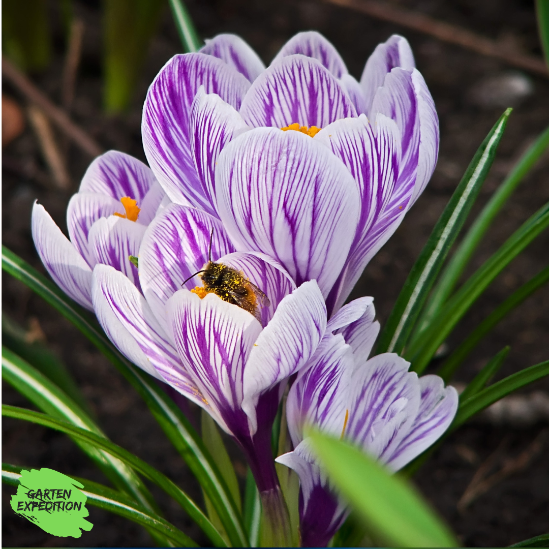 Frühlings-Krokus - Sorte:‘King of the Striped’ (Crocus vernus)
