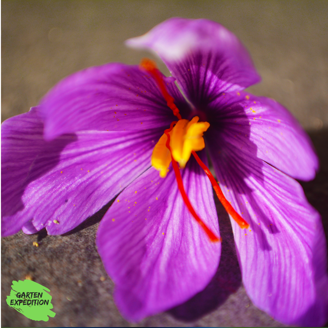 Safran-Krokus (Crocus sativus)