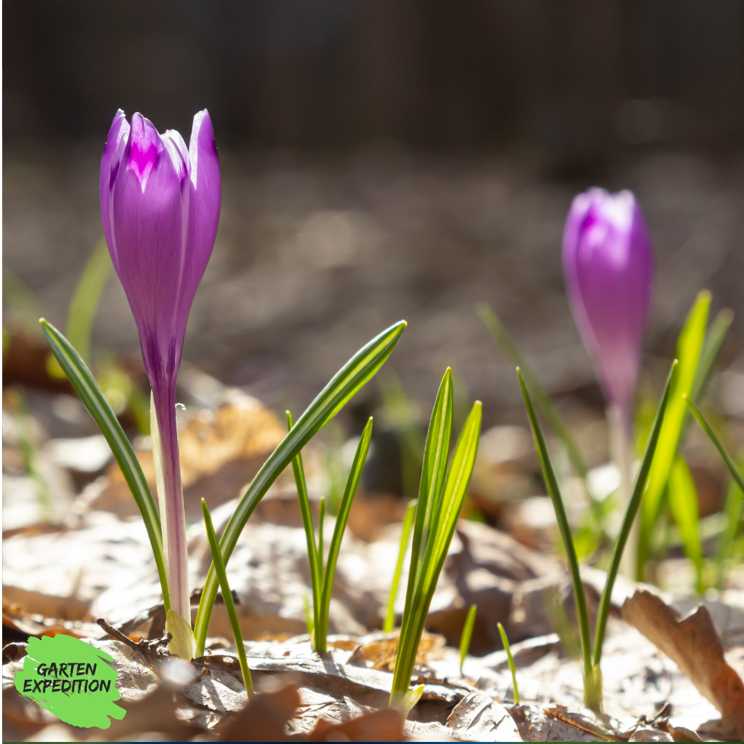 Elfen-Krokus ‘Roseus’ (Crocus tommasinianus)