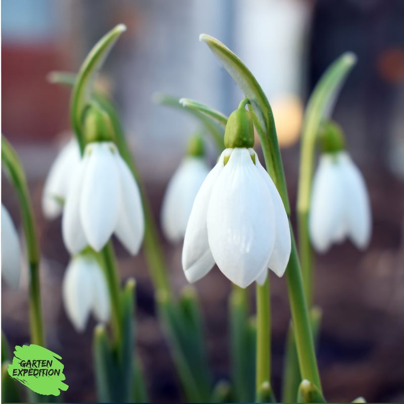 Schneeglöckchen (Galanthus nivalis) Schneeglöckchen (Galanthus nivalis)