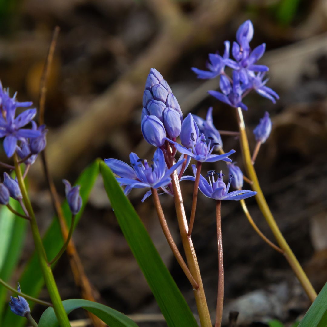 Zweiblättriger Blaustern (Scilla bifolia)