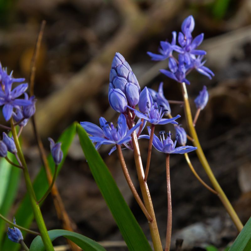 Zweiblättriger Blaustern (Scilla bifolia) Zweiblättriger Blaustern (Scilla bifolia)