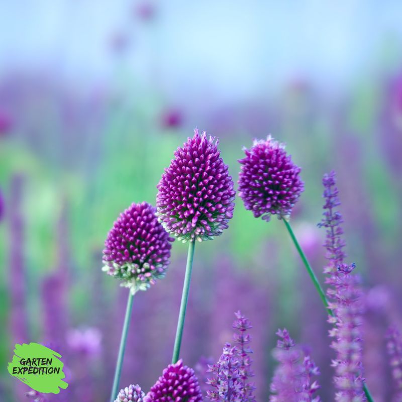 Kugelköpfiger Lauch (Allium sphaerocephalon) Kugelköpfiger Lauch (Allium sphaerocephalon)