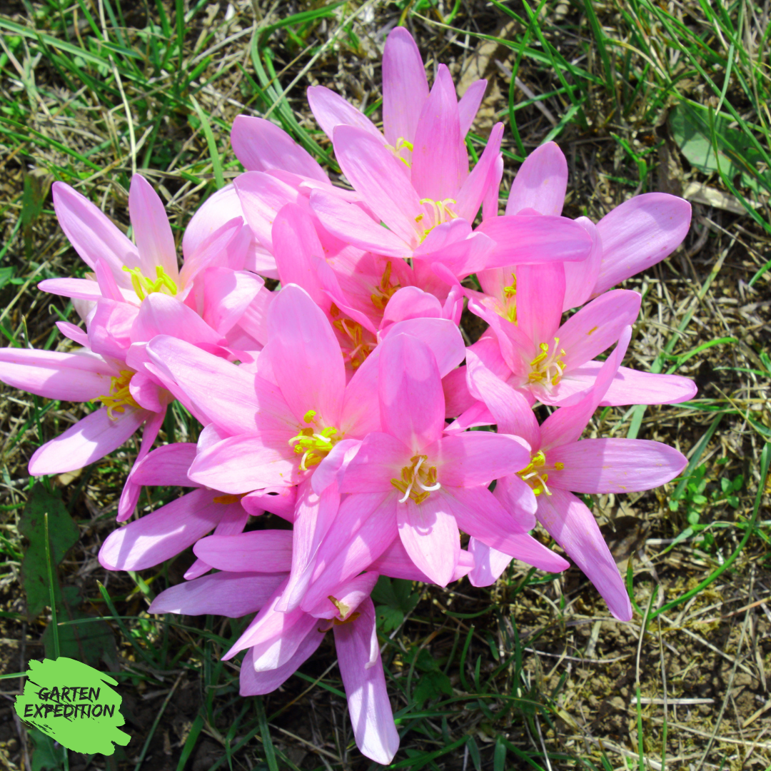 Herbstzeitlose (Colchicum autumnale)
