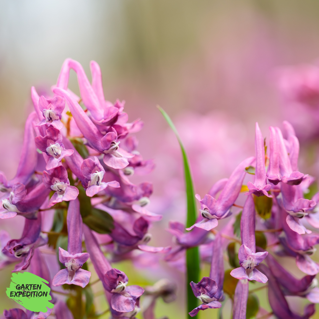 Gefingerter Lerchensporn Sorte: Beth Evans (Corydalis solida)