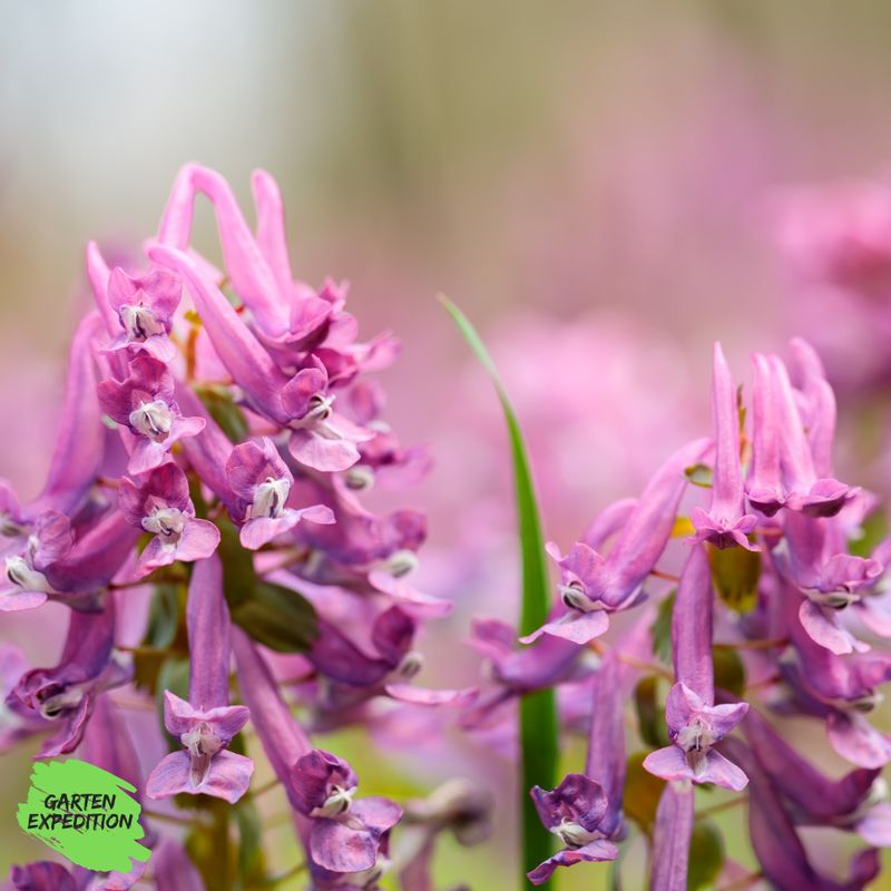 Gefingerter Lerchensporn Sorte: Beth Evans (Corydalis solida) Gefingerter Lerchensporn Sorte: Beth Evans (Corydalis solida)