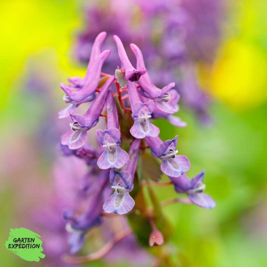 Gefingerter Lerchensporn - Wildform (Corydalis solida)
