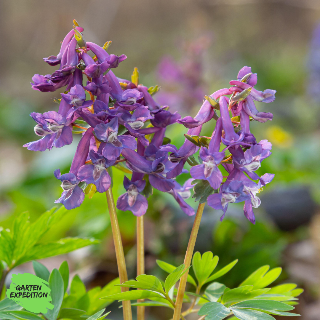 Hoher Lerchensporn (Corydalis cava)