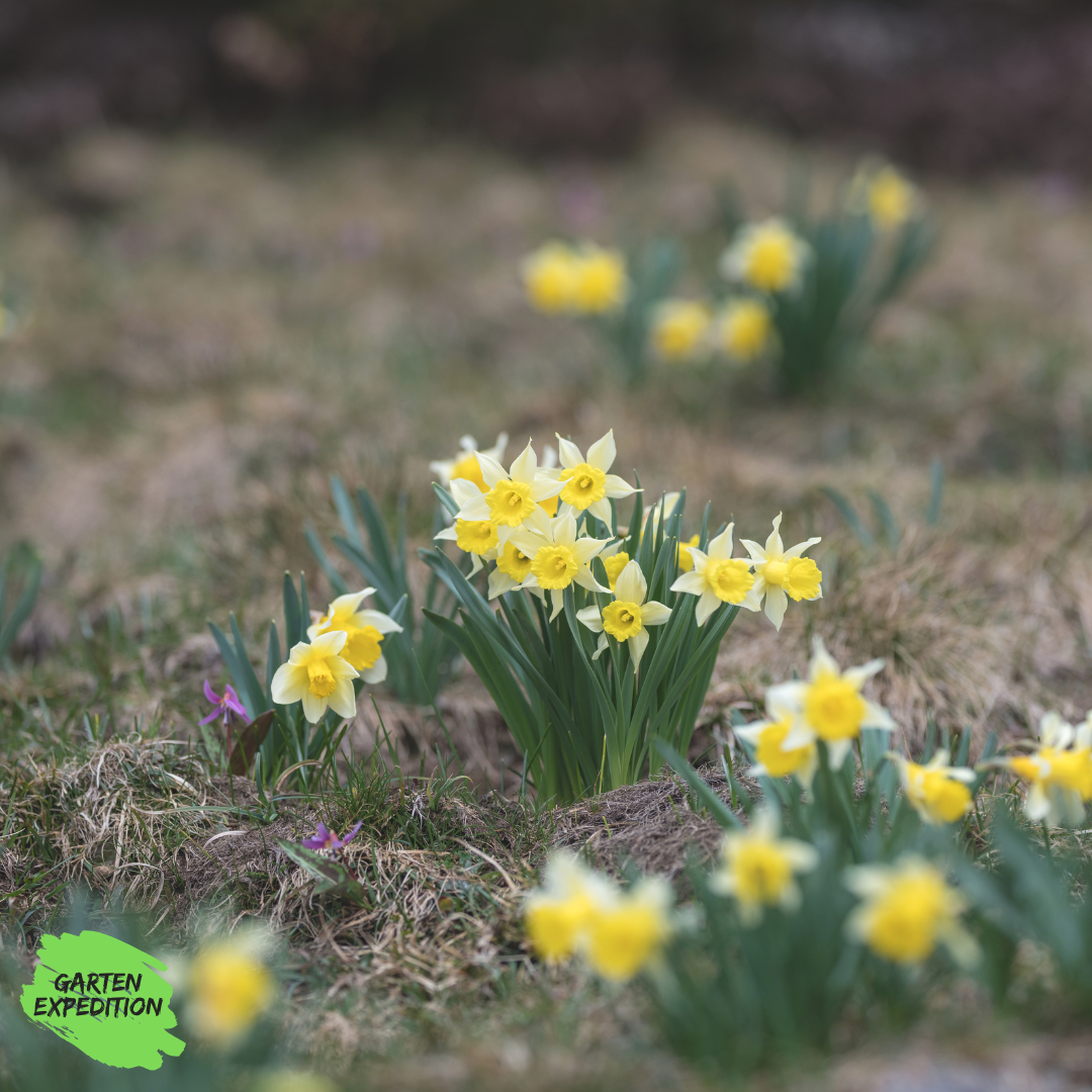 Wilde Narzisse (Narcissus pseudonarcissus ssp. lobularis)