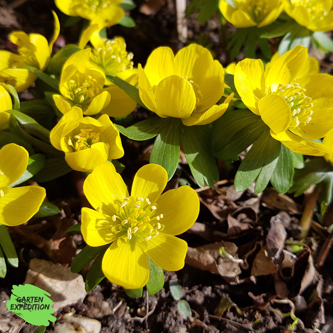 Winterling (Eranthis hyemalis)