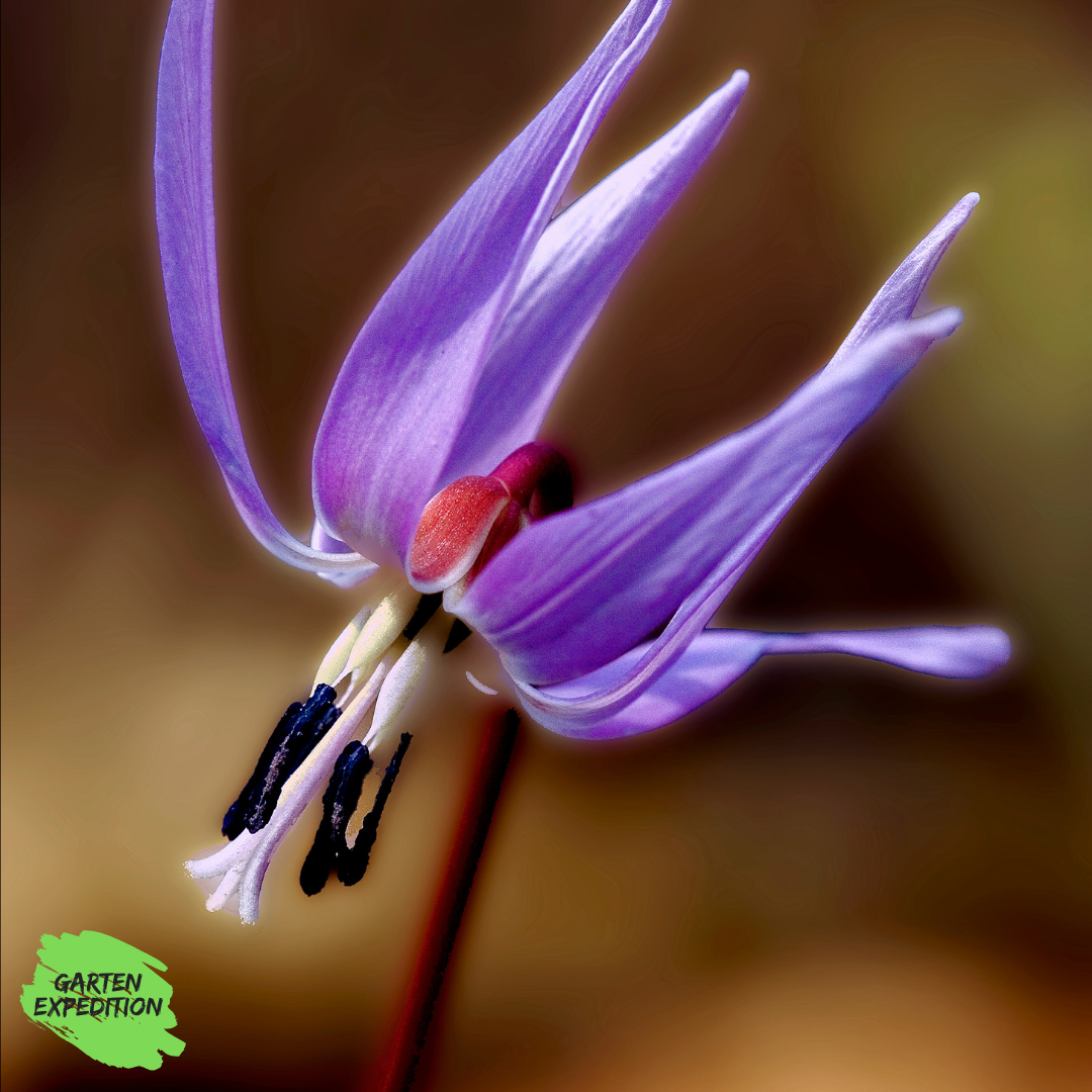 Hundszahn-Lilie - Sorte: Purple King (Rarität) - (Erythronium dens-canis)