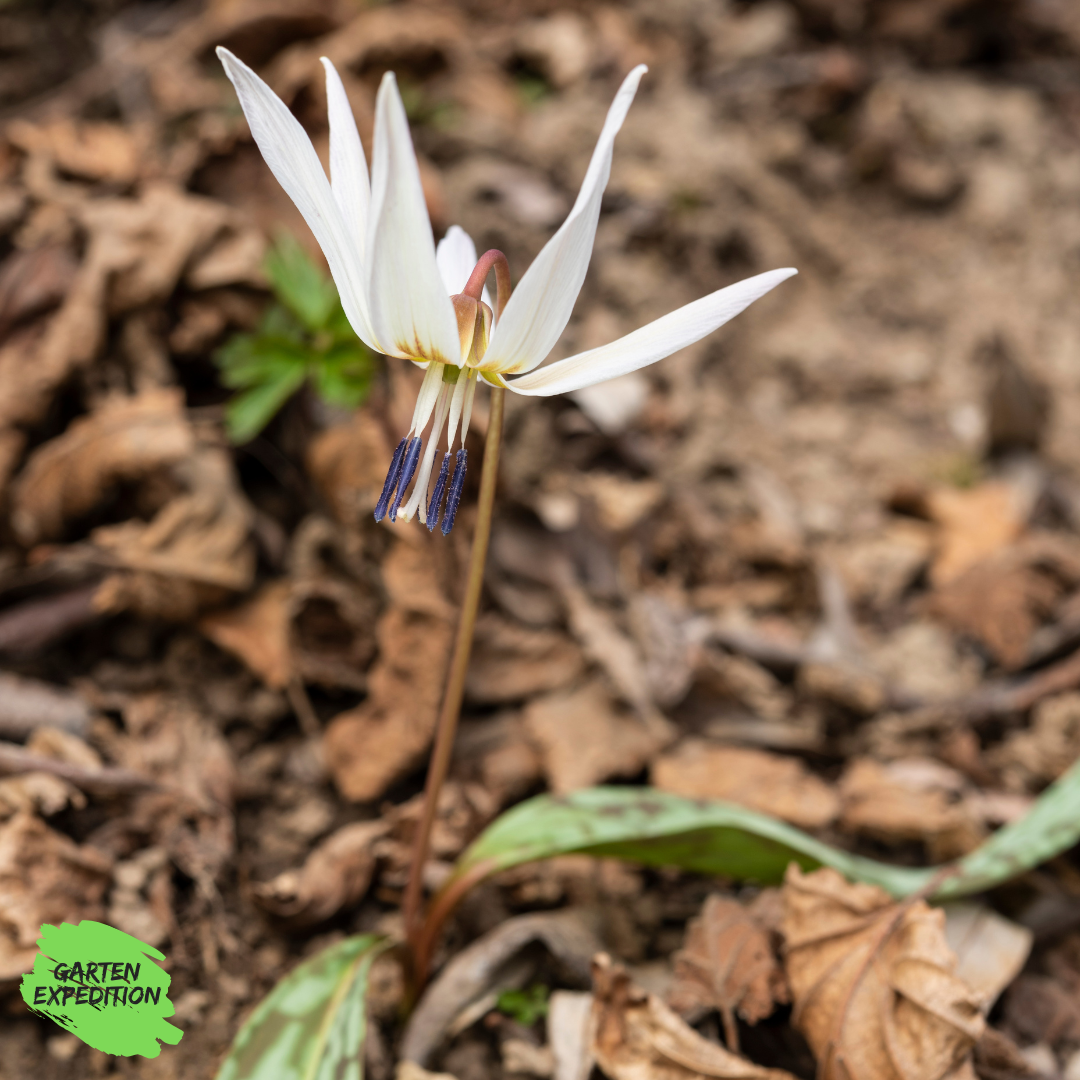 Hundszahn-Lilie - Sorte: Snowflake (Rarität) - (Erythronium dens-canis)