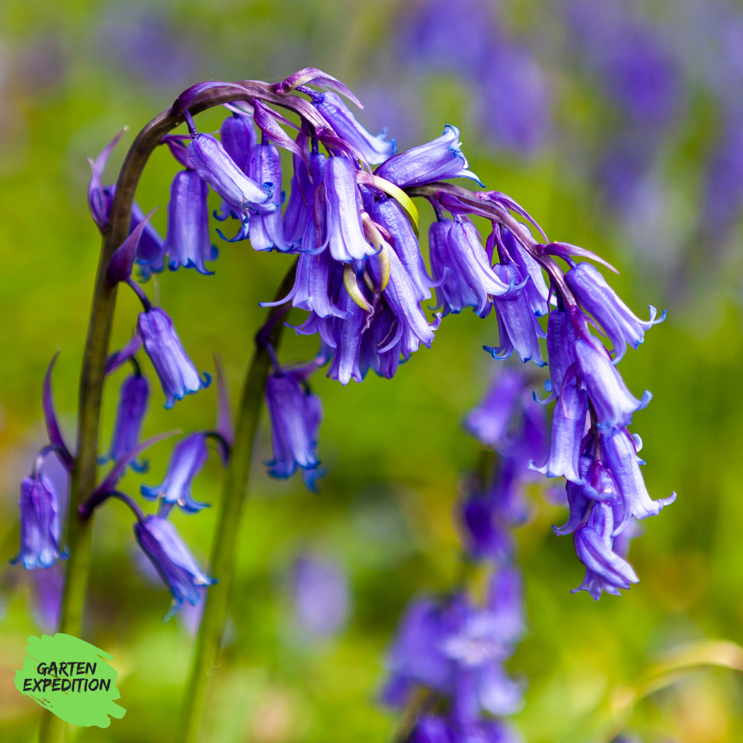 Atlantisches Hasenglöckchen (Hyacinthoides non-scripta)