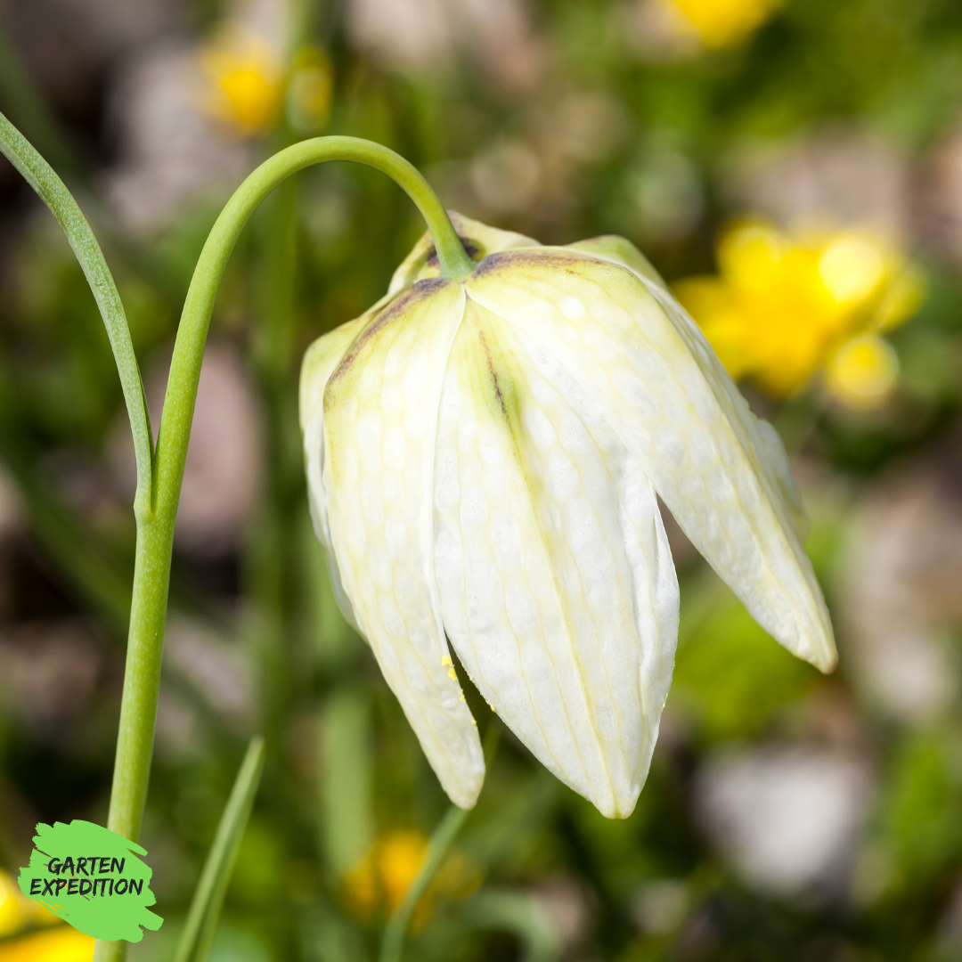 Schachbrettblume - Variante „Alba“ (Fritillaria meleagris)