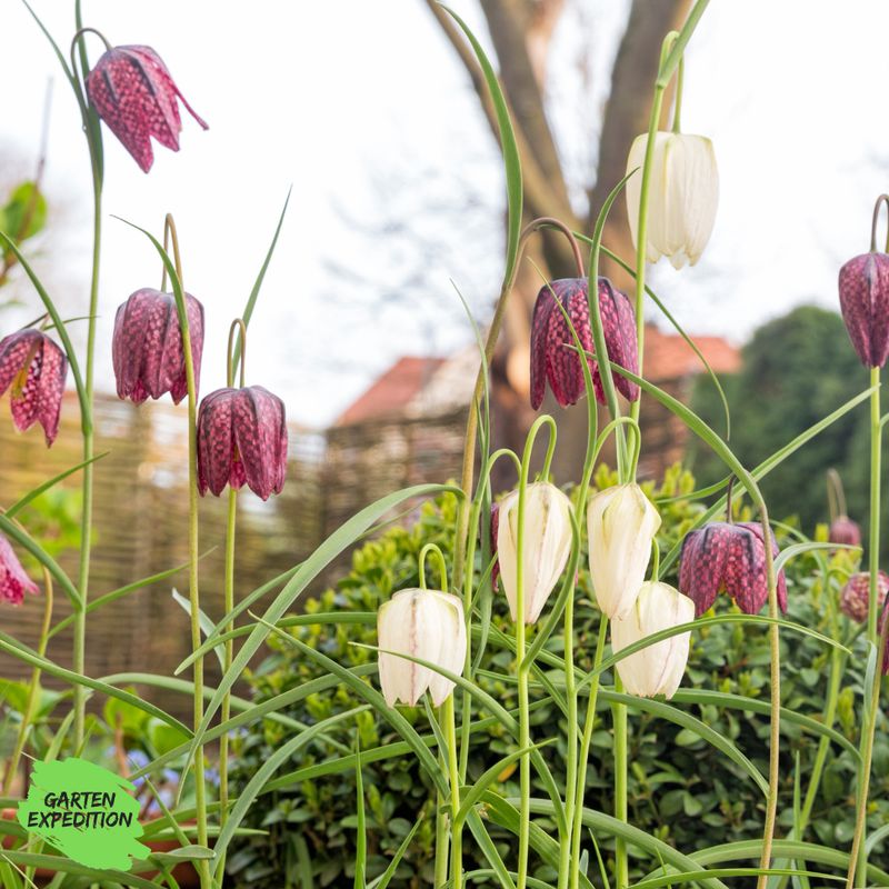 Schachbrettblume - Farbmischung (Fritillaria meleagris) Schachbrettblume - Farbmischung (Fritillaria meleagris)