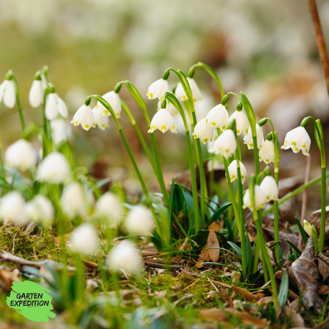 Märzenbecher (Leucojum vernum)