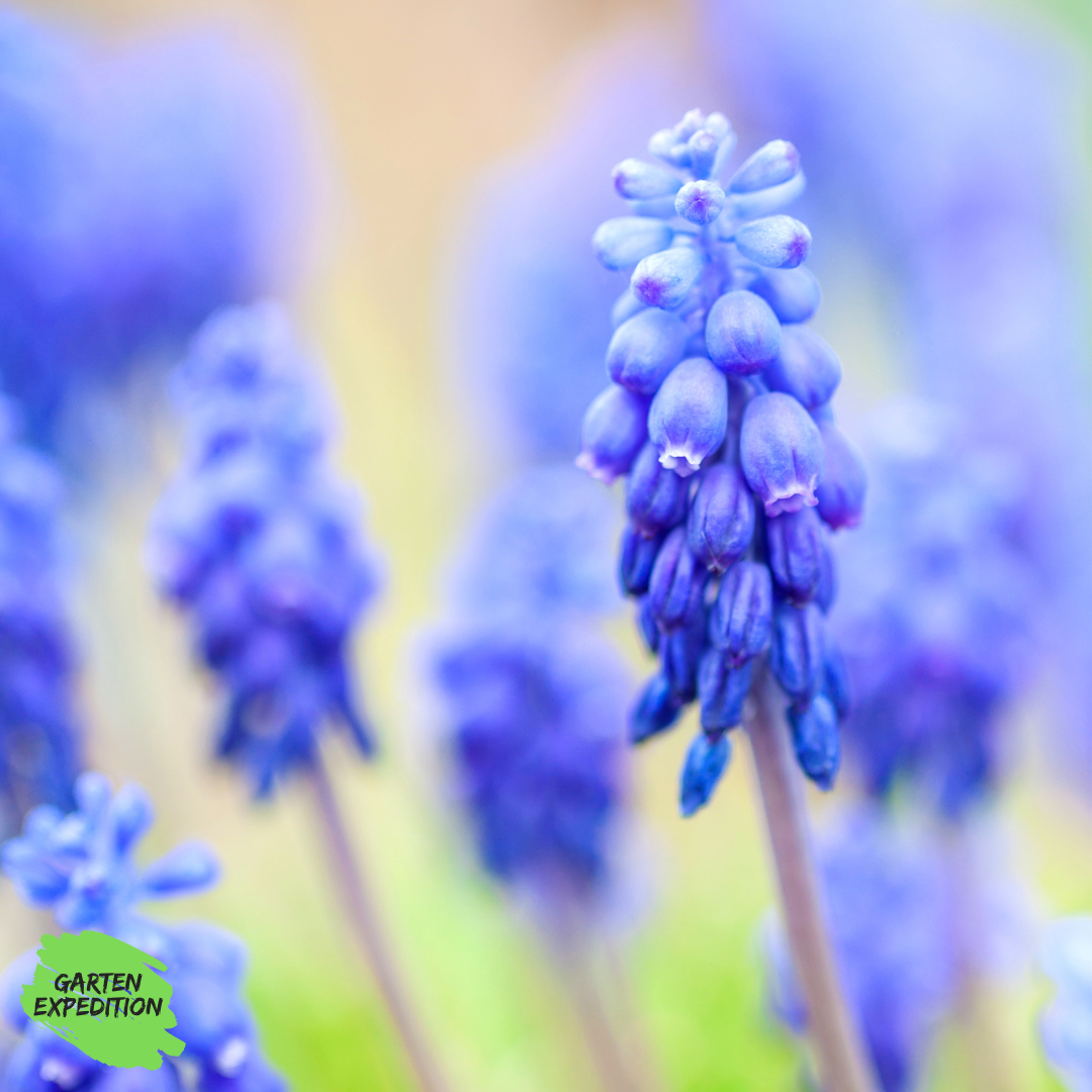 Weinbergs-Traubenhyazinthe (Muscari neglectum)