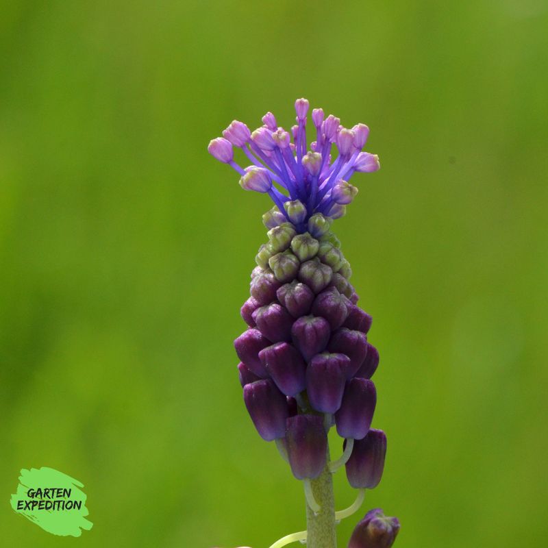 Schopfige Traubenhyazinthe (Muscari comosum) Schopfige Traubenhyazinthe (Muscari comosum)