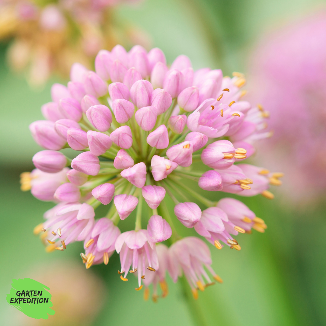 Berg-Lauch (Allium montanum)