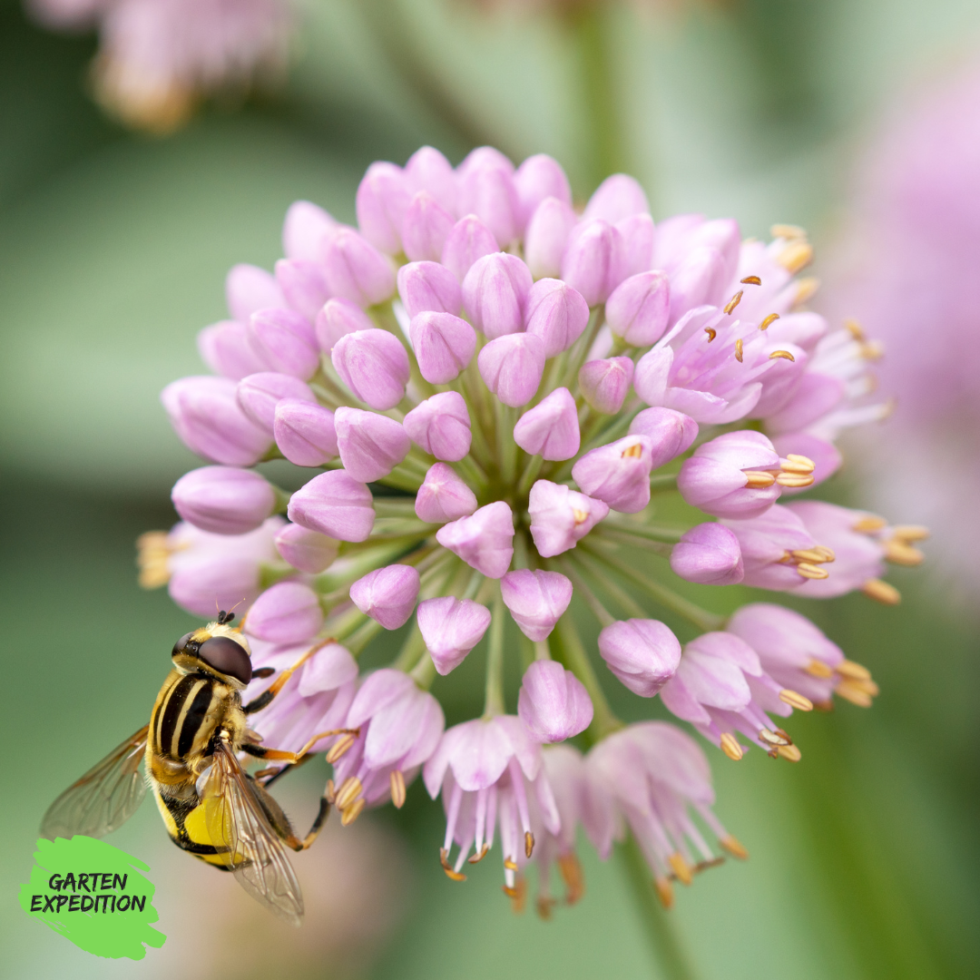 Lusitanischer Berg-Lauch - Rarität - (Allium lusitanicum)