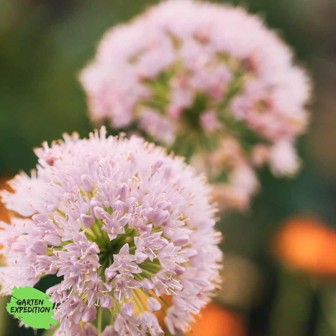 Kanten-Lauch (Allium angulosum) - Topfpflanze