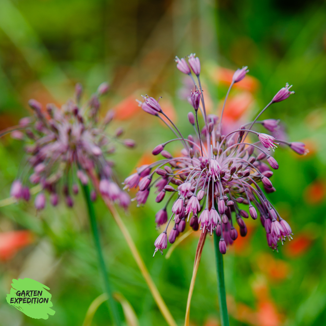 Zarter Nickender Lauch (Allium carinatum subsp. pulchellum)