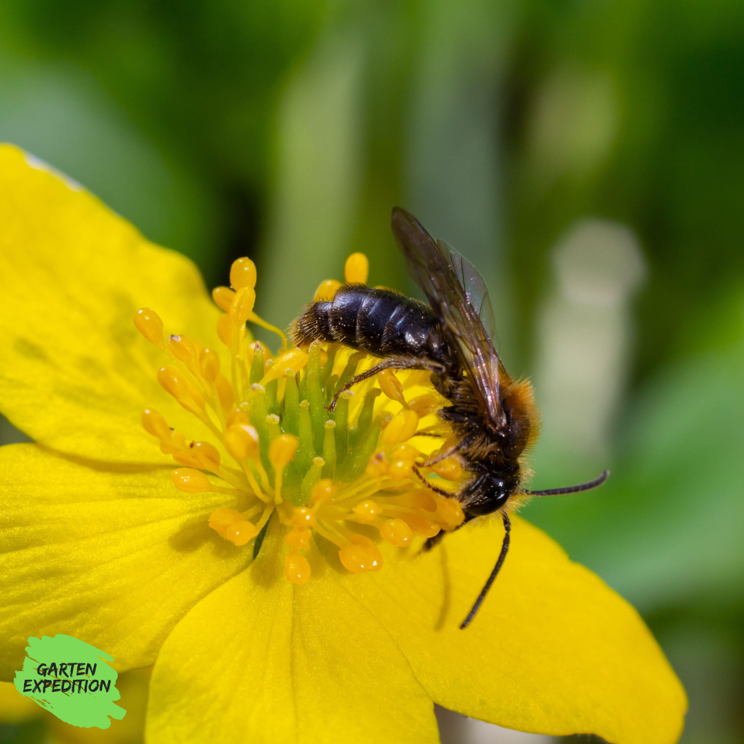 Gelbes Buschwindröschen (Anemone ranunculoides)