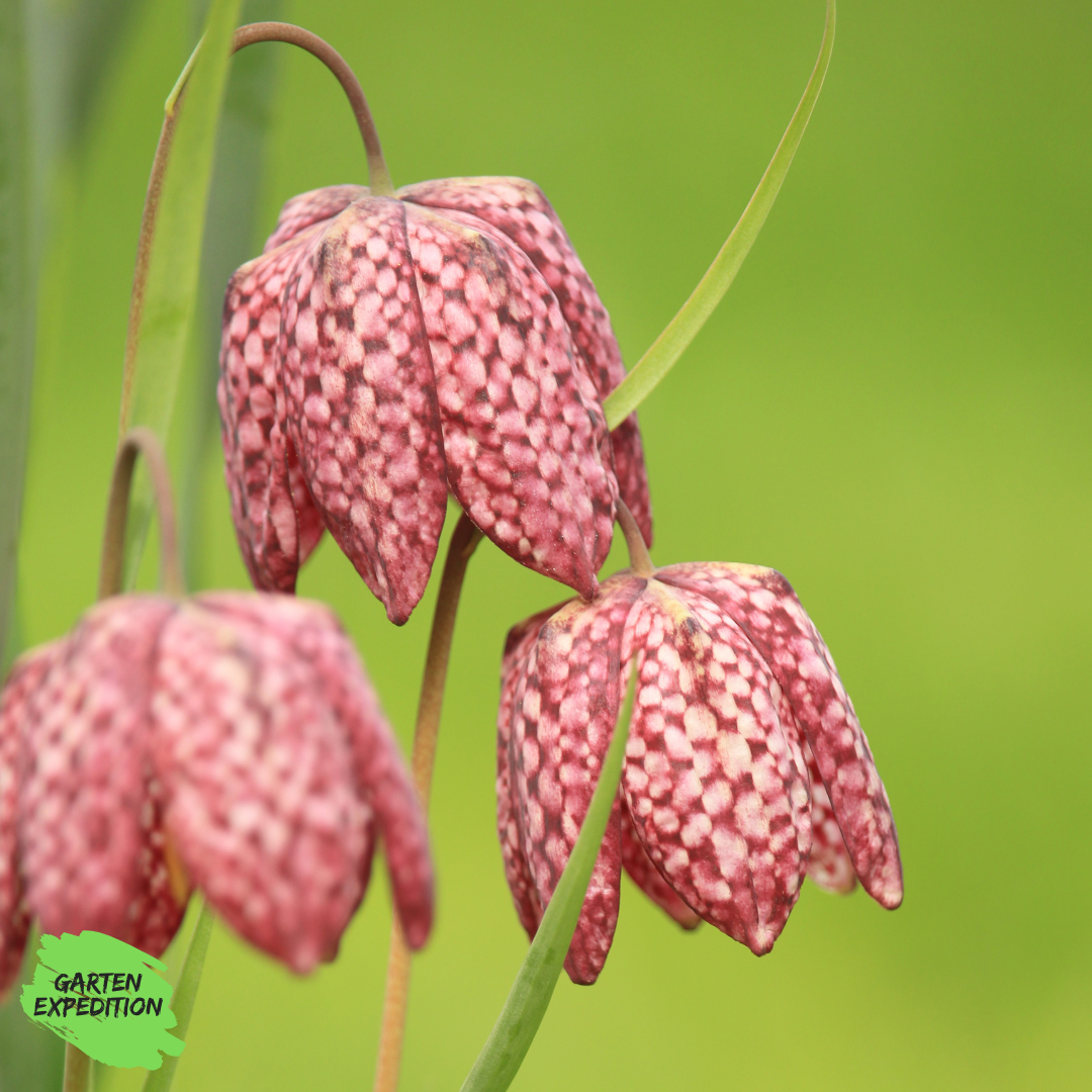 Schachbrettblume - Farbe lila (Wildform) - (Fritillaria meleagris)
