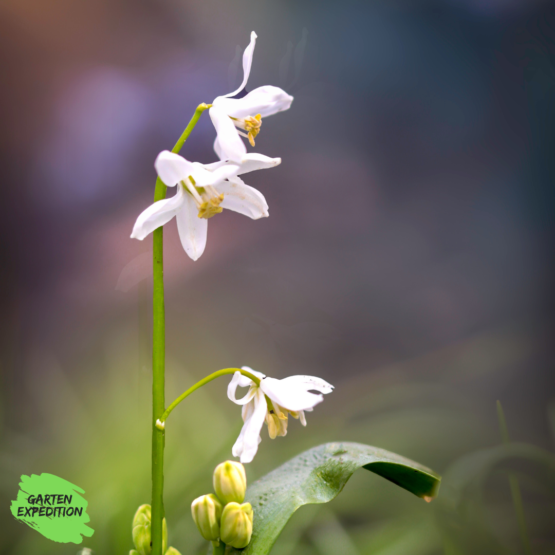 Zweiblättriger Blaustern ‘Rosea’ (Scilla bifolia ‘Rosea’)