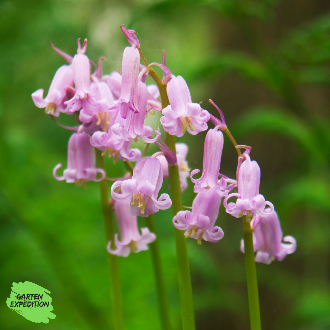 Atlantisches Hasenglöckchen ‘Rosea’ (Hyacinthoides non-scripta ‘Rosea’)