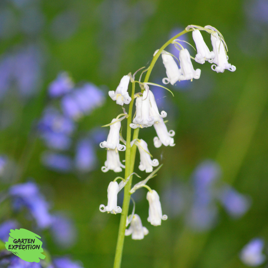 Atlantisches Hasenglöckchen ‘Alba’ (Hyacinthoides non-scripta ‘Alba’)