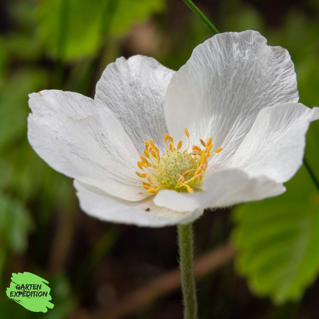 Großes Windröschen (Anemone sylvestris)