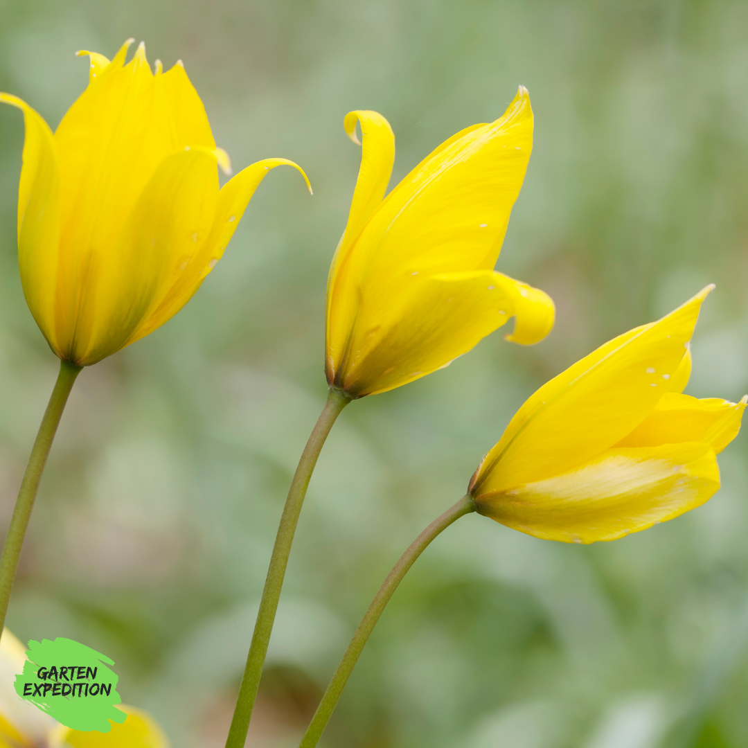 Wilde Tulpe (Tulipa sylvestris)