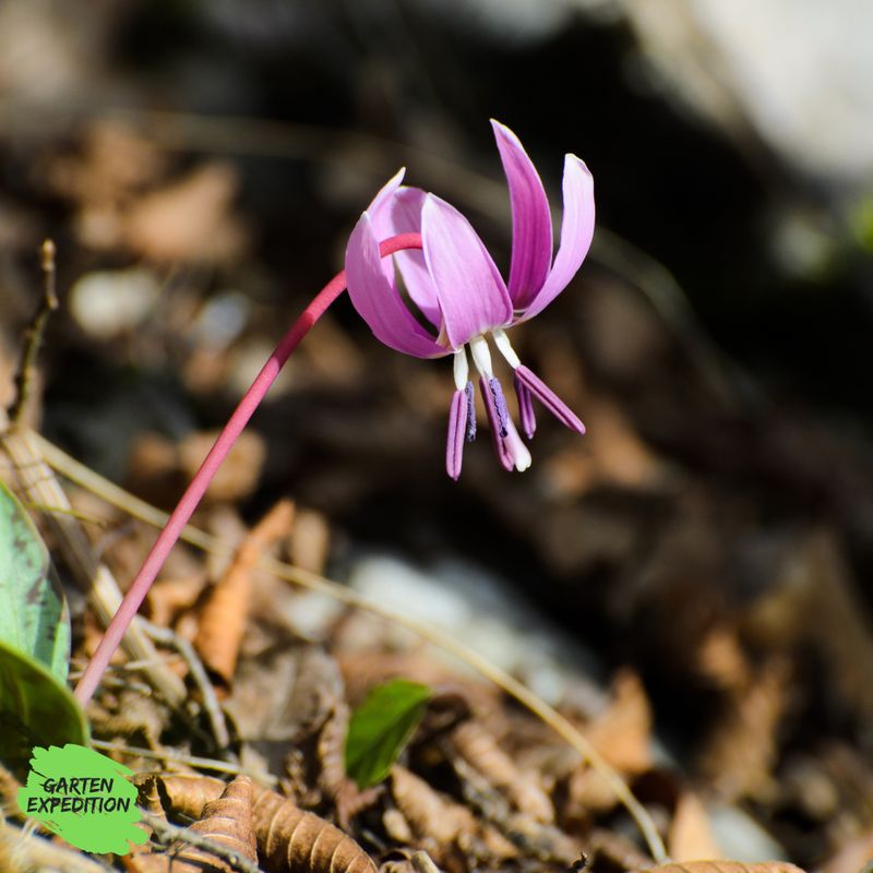 Hundszahn-Lilie - Mischung (Rarität) - (Erythronium dens-canis) – Gartenexpedition Signature Edition Hundszahn-Lilie - Mischung (Rarität) - (Erythronium dens-canis) – Gartenexpedition Signature Edition
