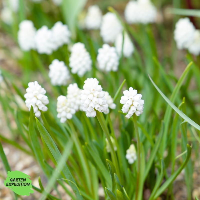 Einheimische Traubenhyazinthen Mischung – Gartenexpedition Signature Edition Einheimische Traubenhyazinthen Mischung – Gartenexpedition Signature Edition