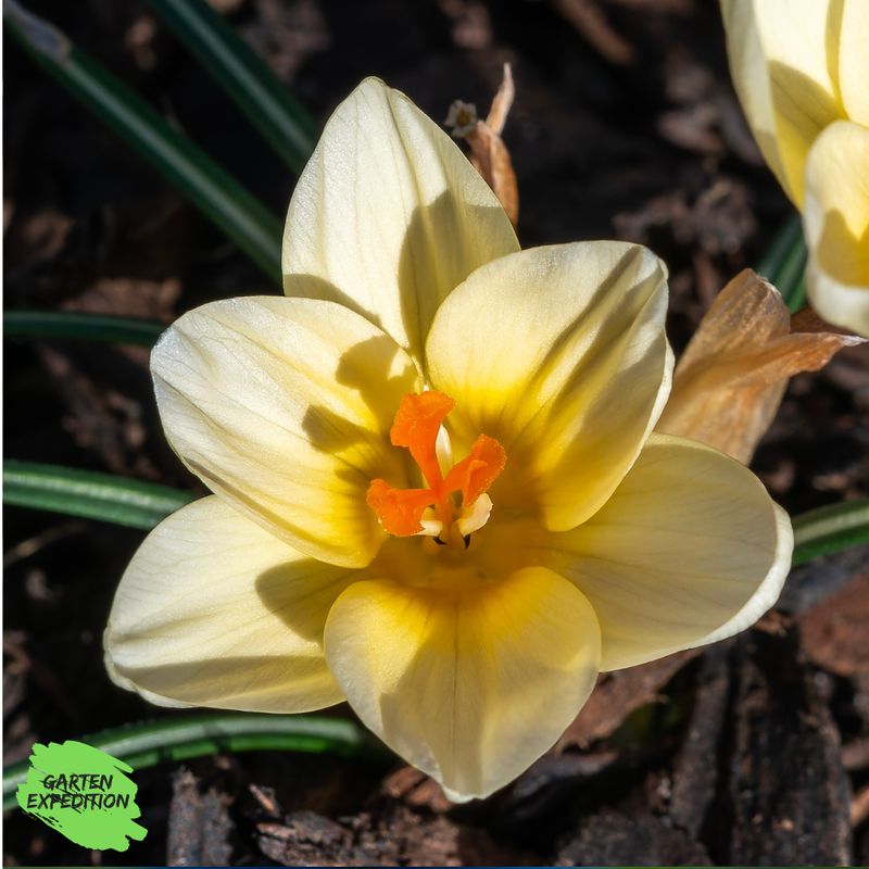 Krokus Mischung – Gartenexpedition Signature Edition Krokus Mischung – Gartenexpedition Signature Edition