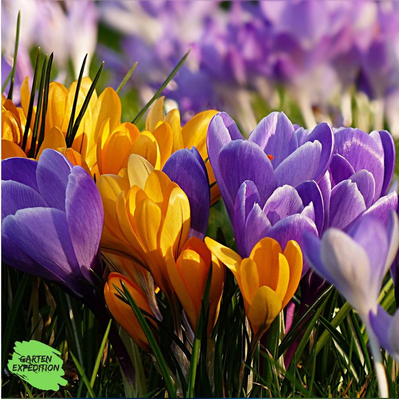 Wilde Jahreszeiten – Gartenexpedition Signature Edition Wilde Jahreszeiten – Gartenexpedition Signature Edition