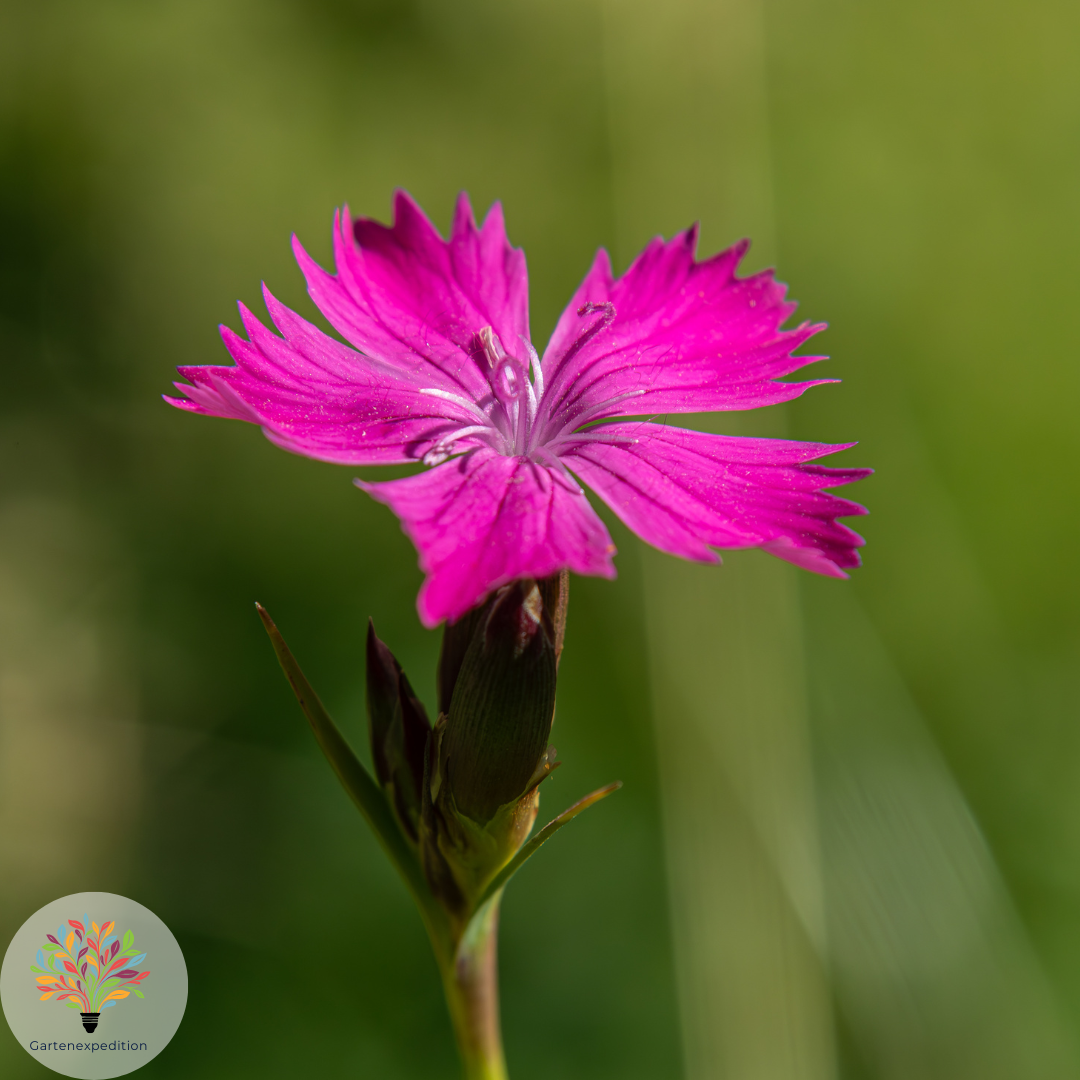 Kartäuser-Nelke (Dianthus carthusianorum)