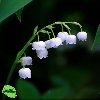 Maiglöckchen (Convallaria majalis)