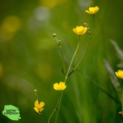 Acker-Hahnenfuß (Ranunculus arvensis) Acker-Hahnenfuß (Ranunculus arvensis)