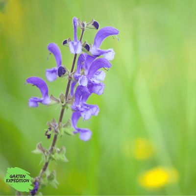 Wiesensalbei (Salvia pratensis)
