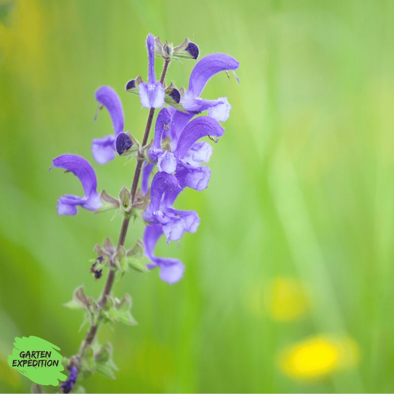 Wiesensalbei (Salvia pratensis)