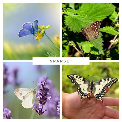 Sparset - Top 10 Schmetterlingspflanzen Sparset - Top 10 Schmetterlingspflanzen