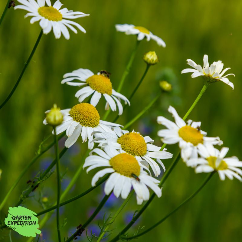 geruchlose Kamille (Tripleurospermum inodorum)