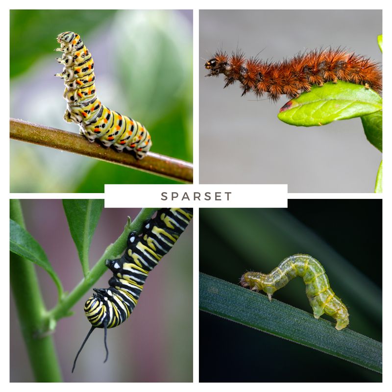 Sparset - Top 10 Raupenfutterpflanzen